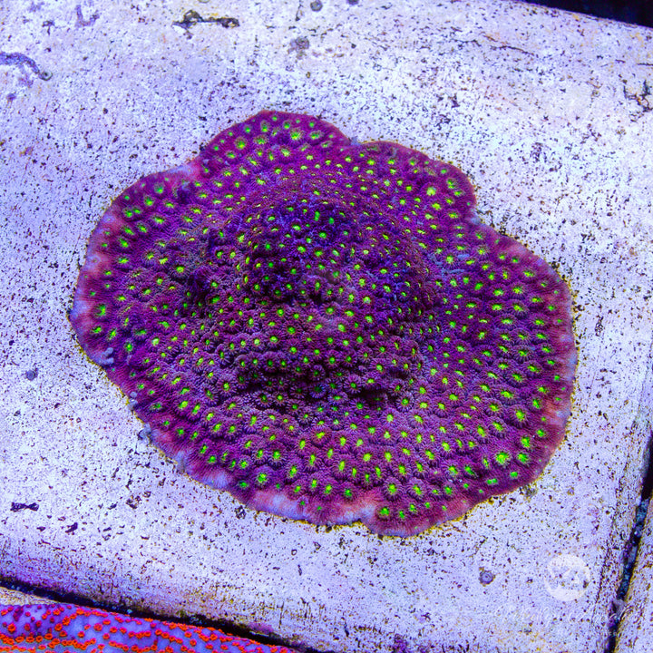 Bling Bling Cyphastrea