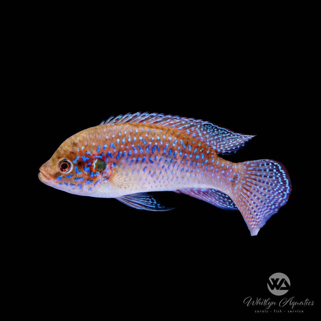 Blood Jewel Cichlid - Hemichromis lifalili