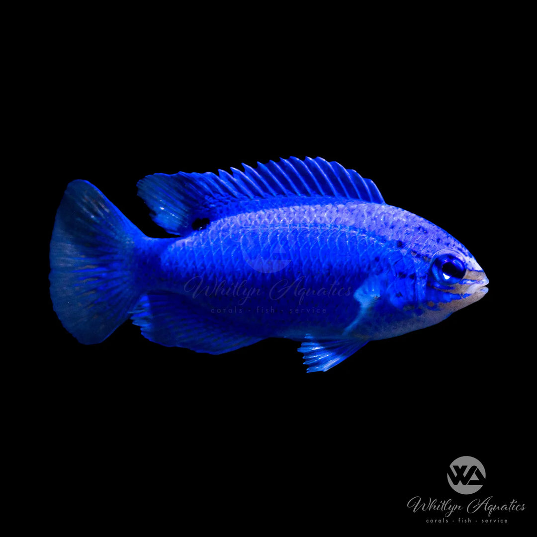 Blue Devil Damsel - Chrysiptera cyanea