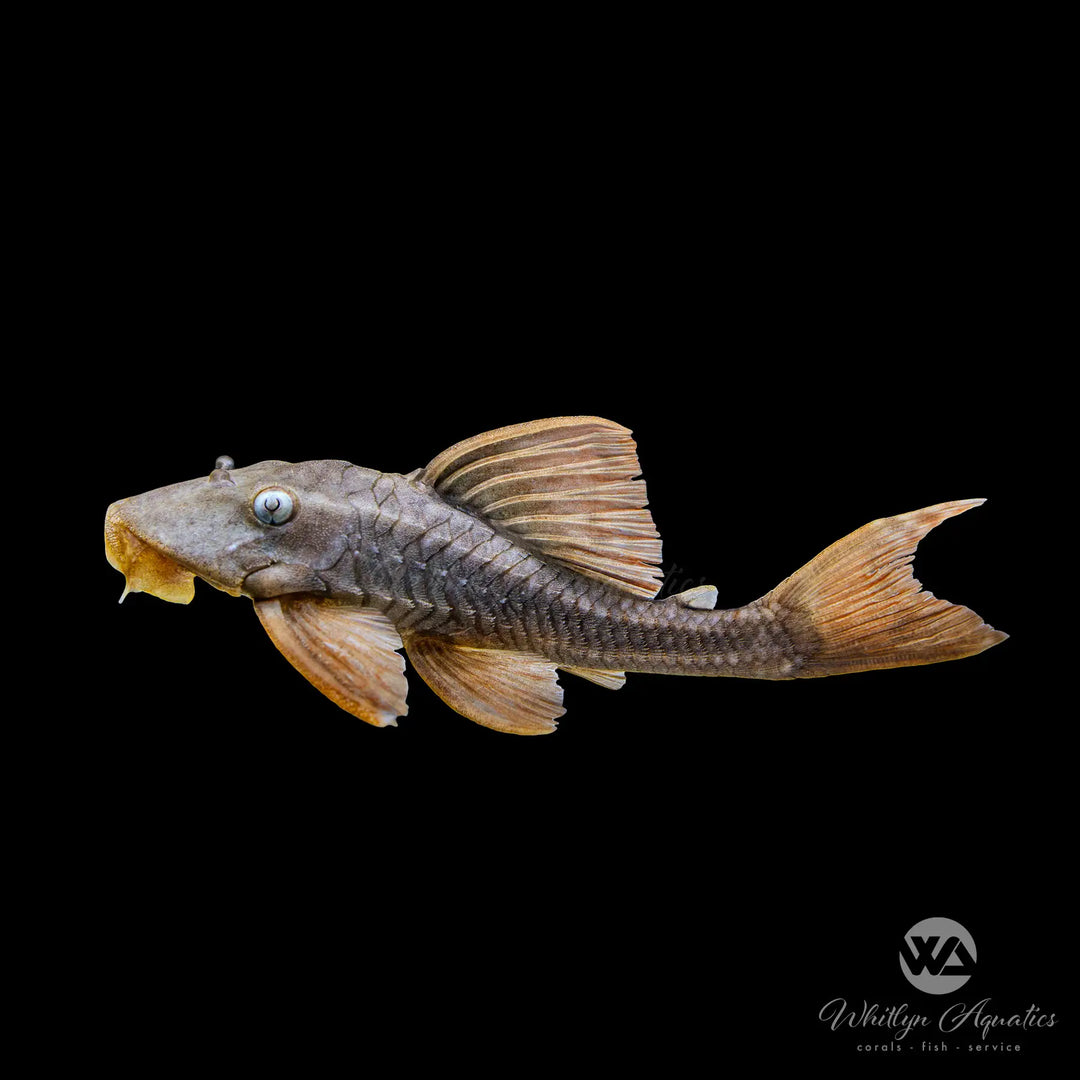 Blue Eyed Red Fin Pleco - L137 - Hypostomus soniae