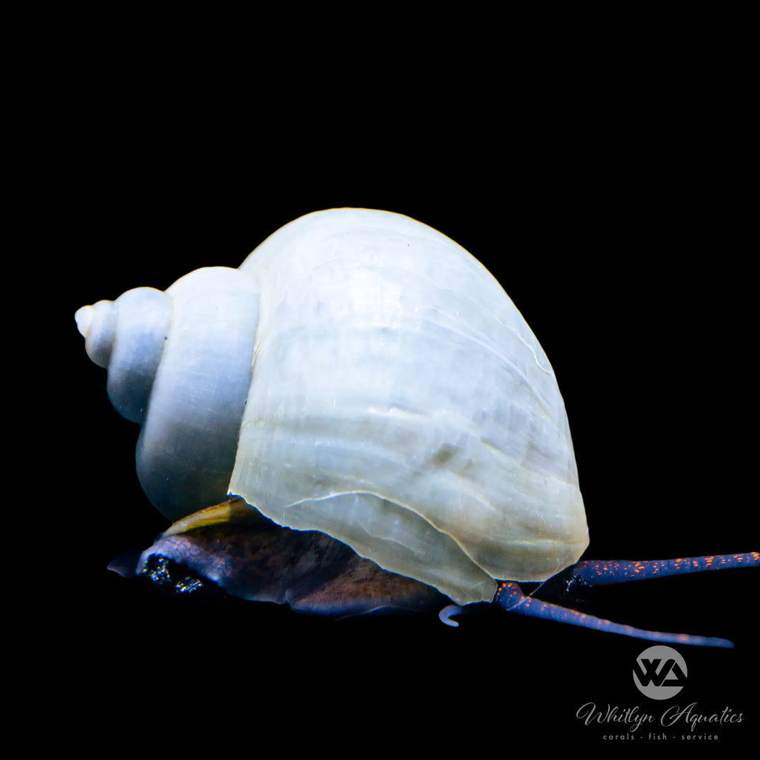 Blue Mystery Snail - Pomacea sp.