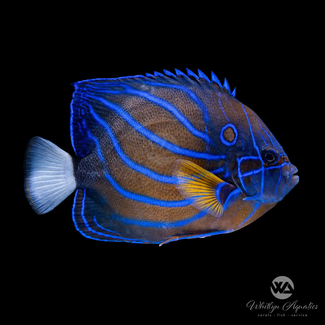 Blue Ring Angelfish - Pomacanthus annularis