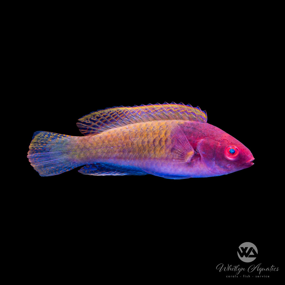 Blue Sided Fairy Wrasse - Cirrhilabrus cyanopleura