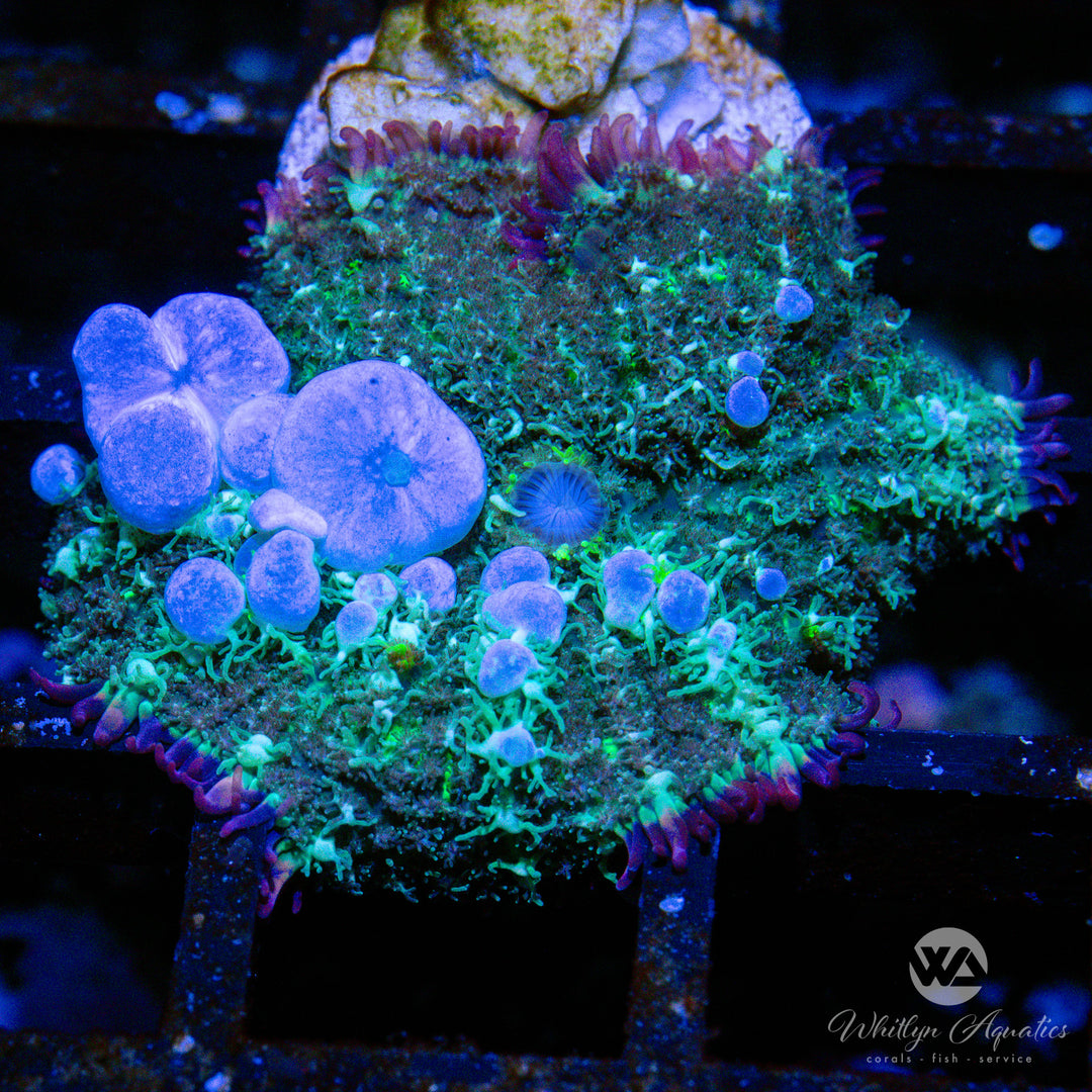 B46 - WA Blueballs Bounce Mushroom - WYSIWYG