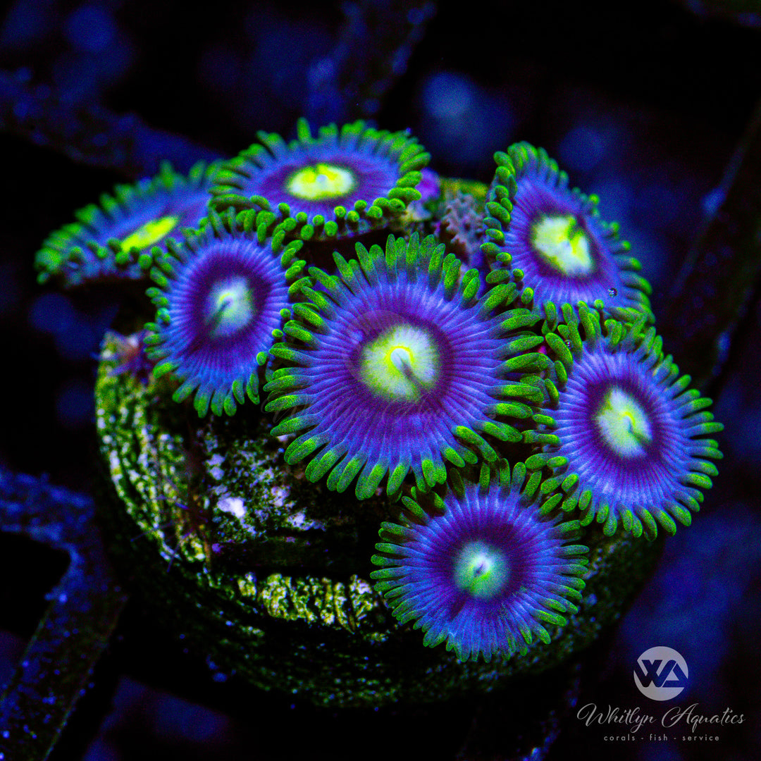 Blueberry Fields Zoanthid (Aquacultured)