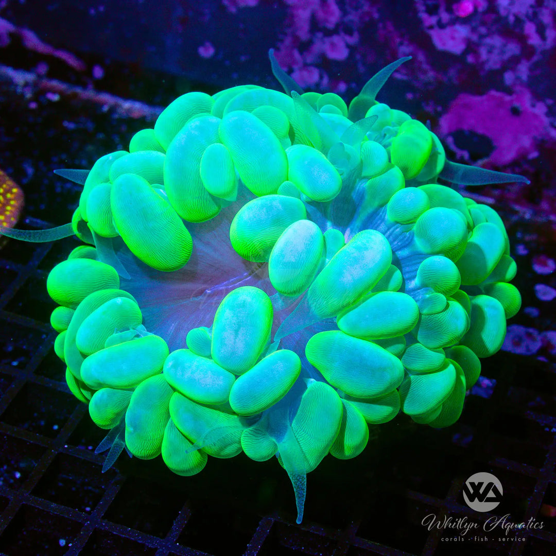 Neon Green Bubble Coral (~4.5") - WYSIWYG