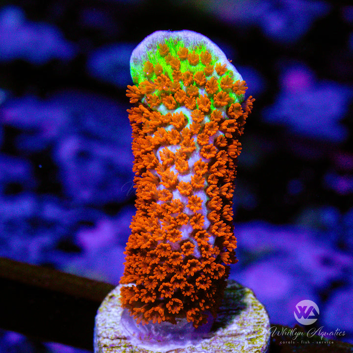 "Bubble Gum" Montipora Digitata