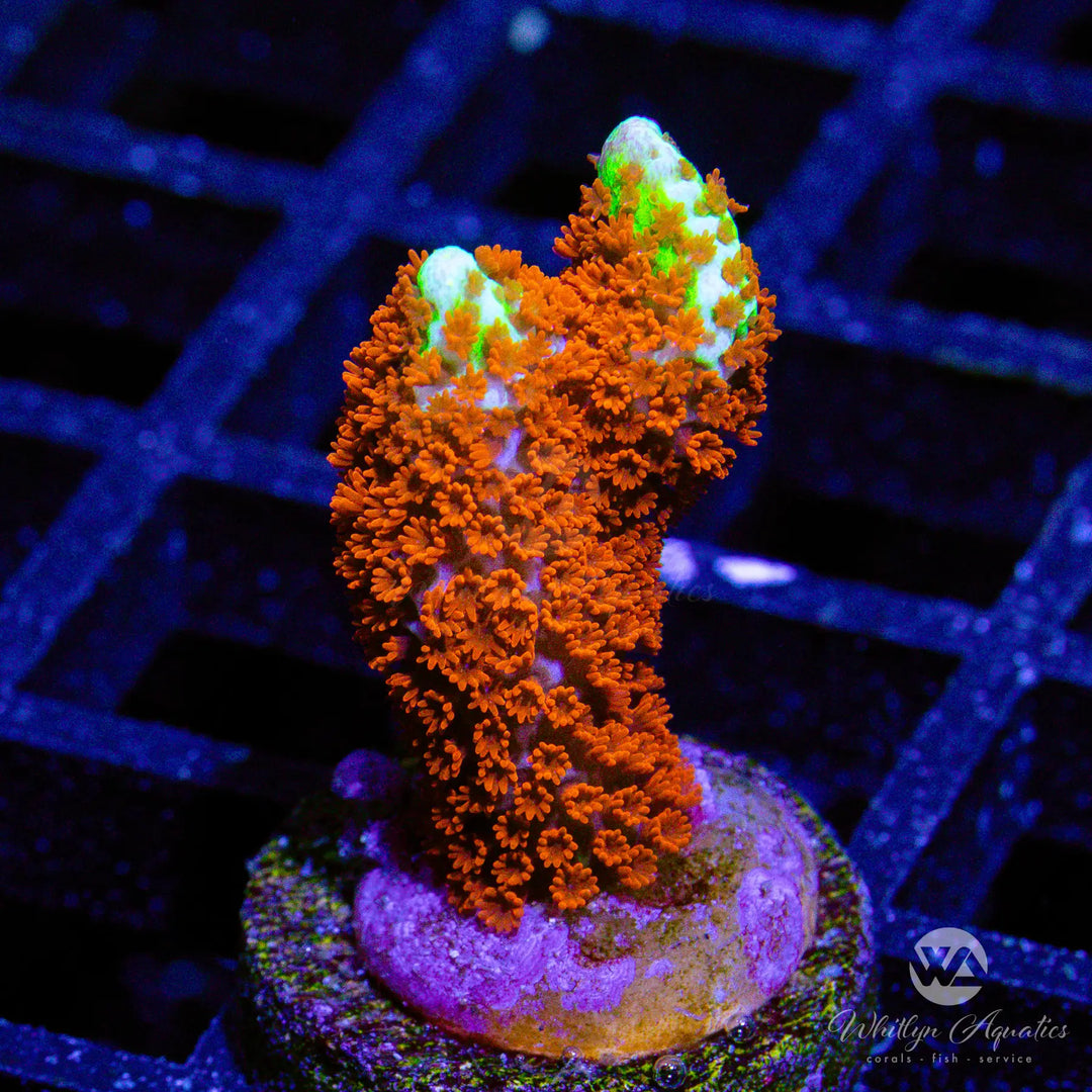 H6 - Bubblegum Digi - WYSIWYG