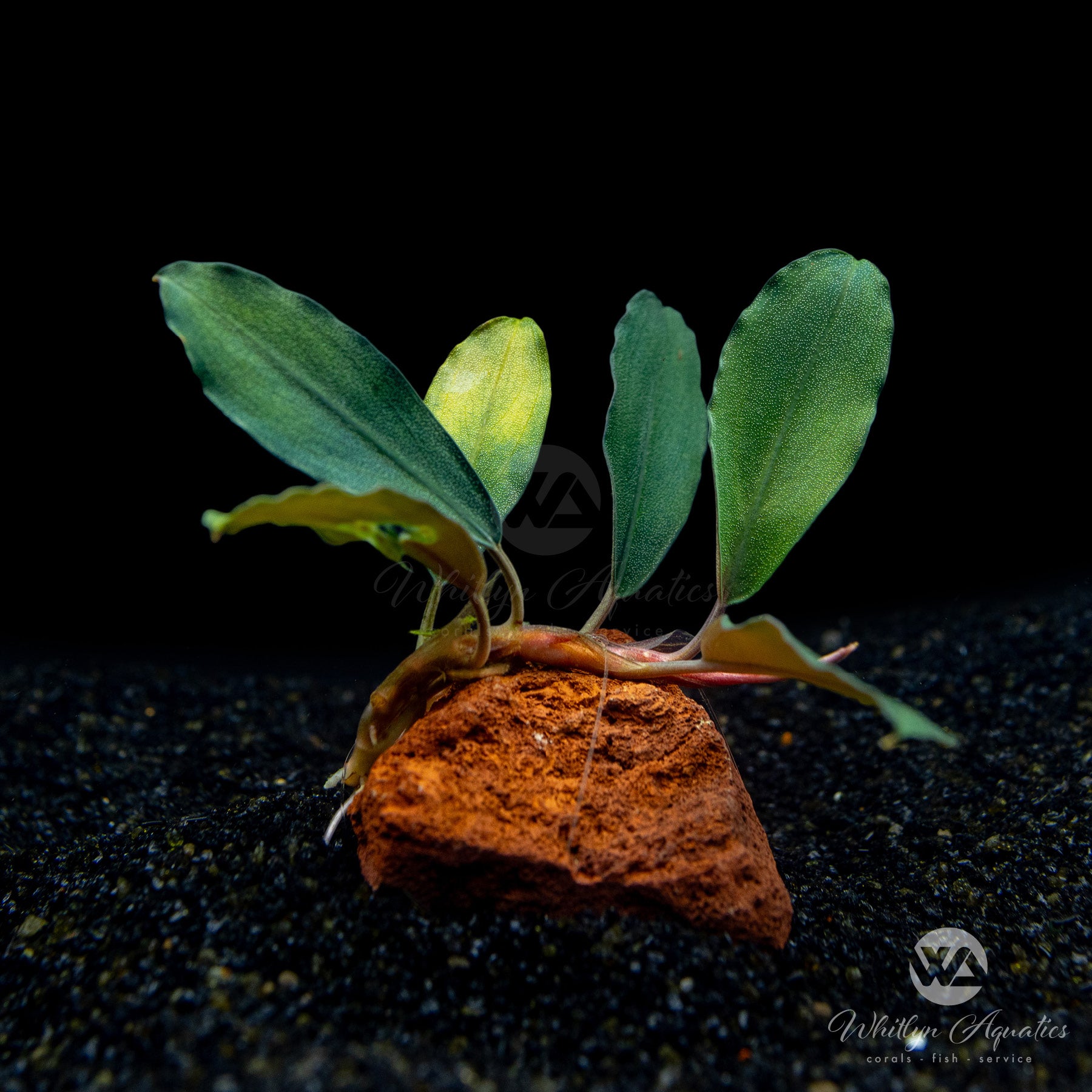 Bucephalandra Black Pearl – Whitlyn Aquatics