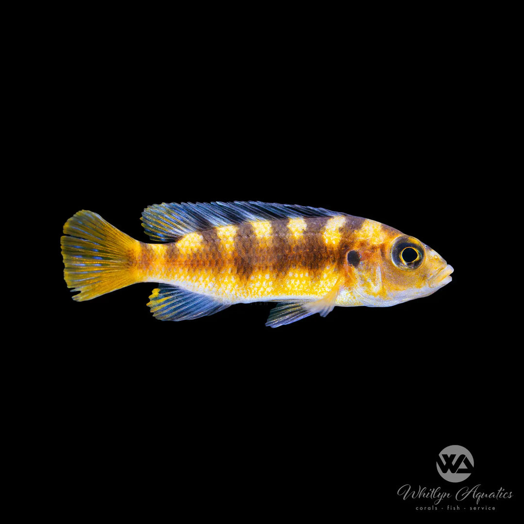 Bumblebee Cichlid - Pseudotropheus crabro