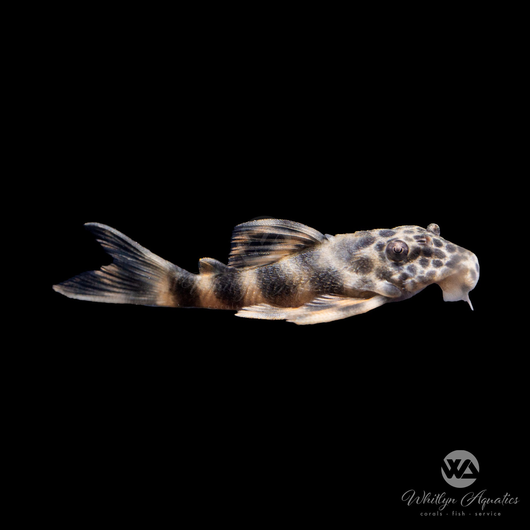 Butterfly Pleco - L168 - Dekeyseria pulchra