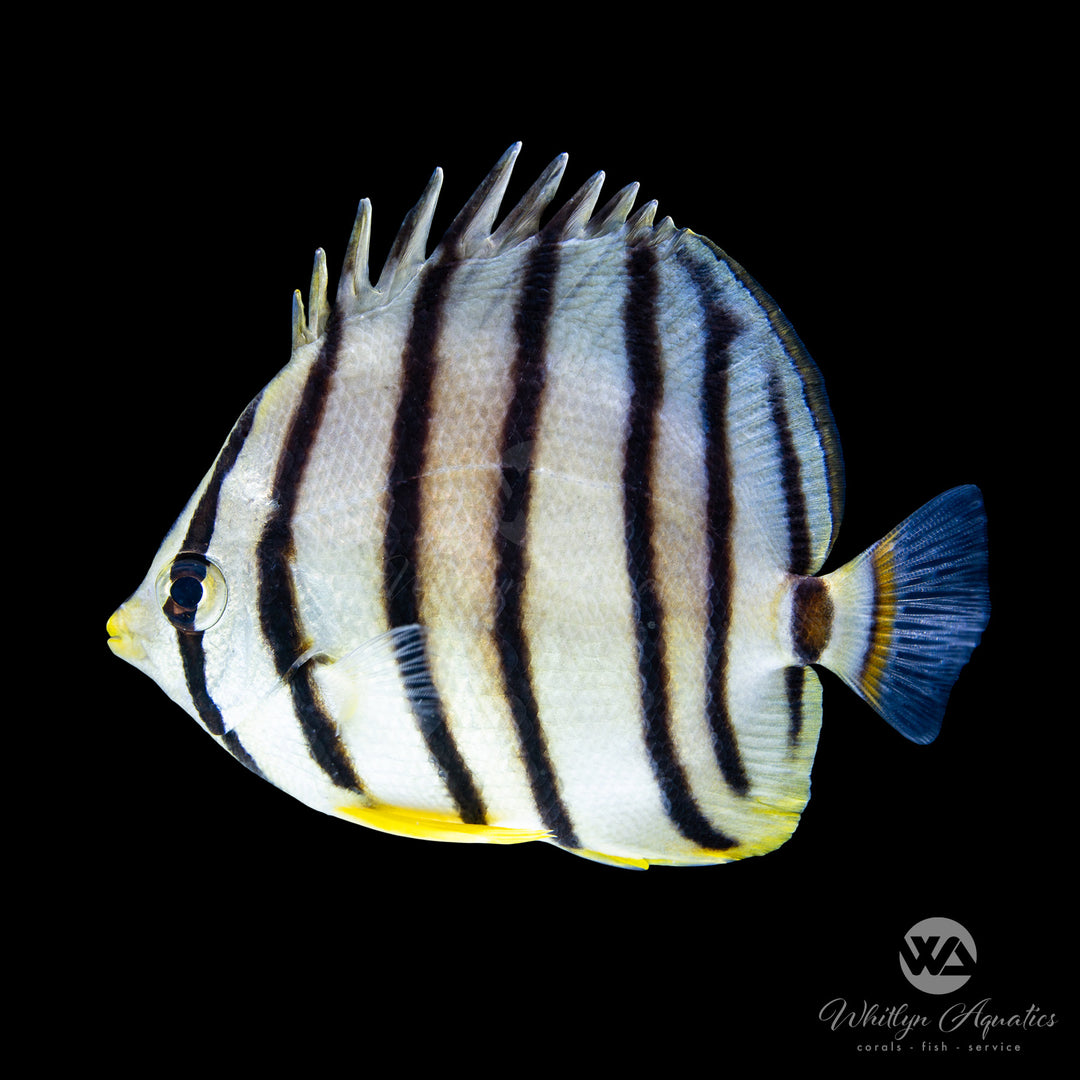 Eight-Banded Butterflyfish - Chaetodon octofasciatus