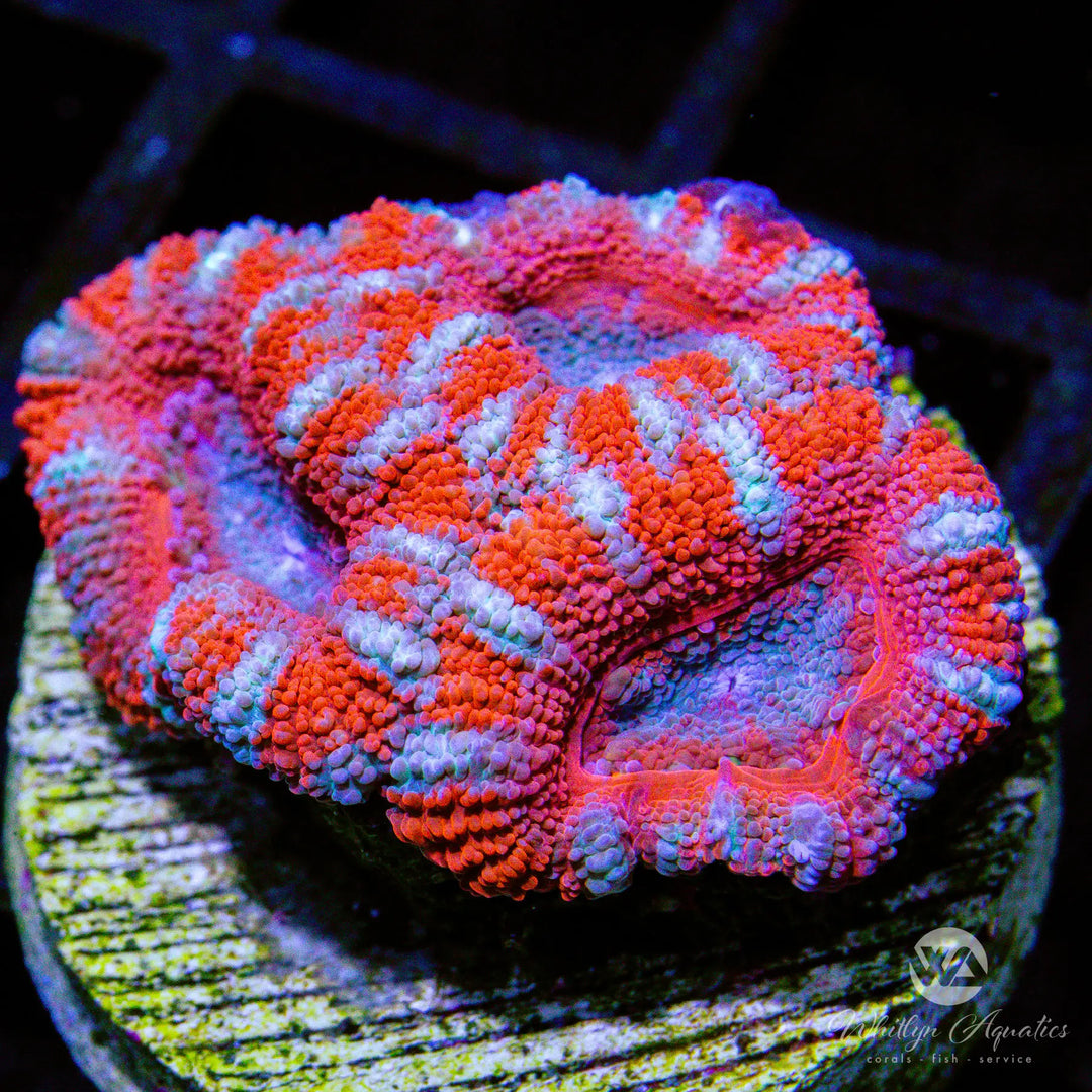 (C11) WA Peppermint Acan - WYSIWYG