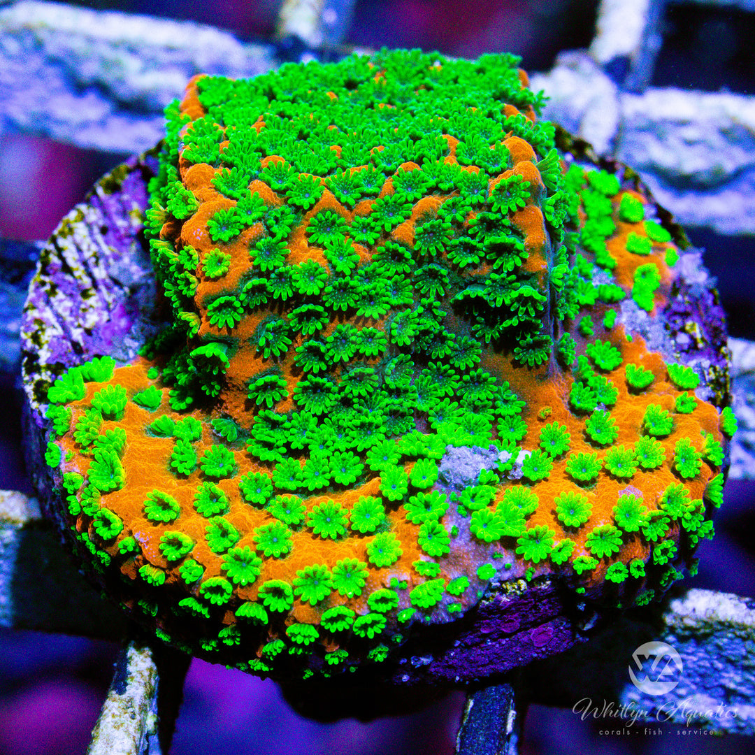 (C12) Sunset Montipora - WYSIWYG