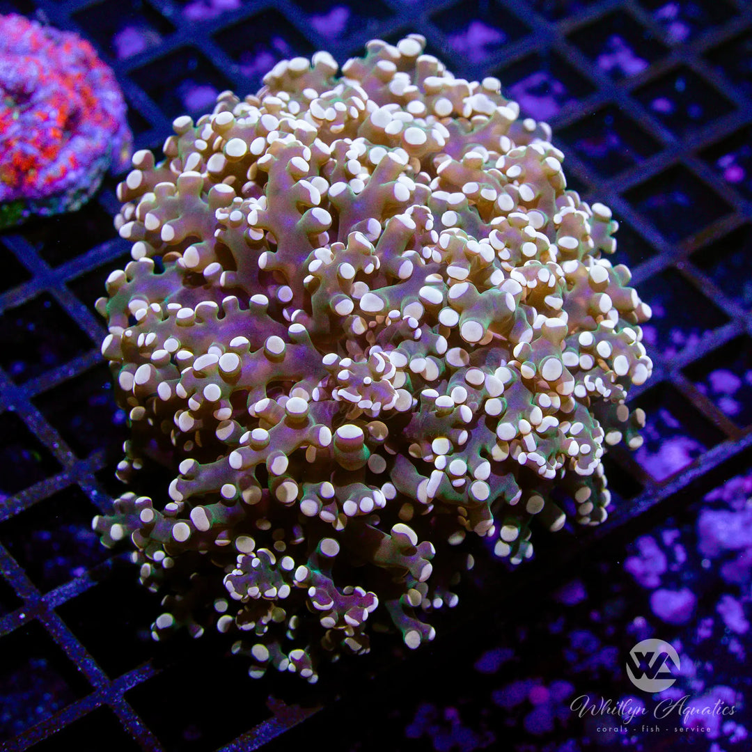 (C13) XL 3 Head Gold Octospawn - WYSIWYG