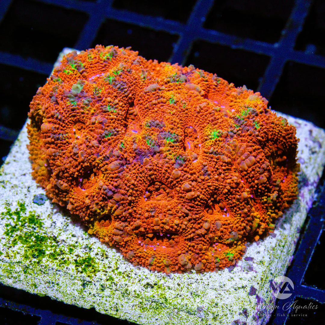 (C14) WA Mars Sand Acan Mini Colony - WYSIWYG