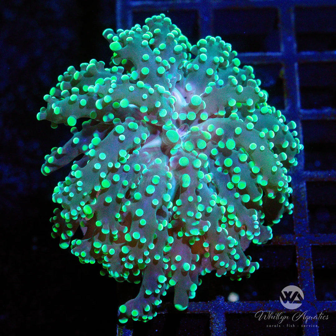 (C1) Green Octospawn - WYSIWYG
