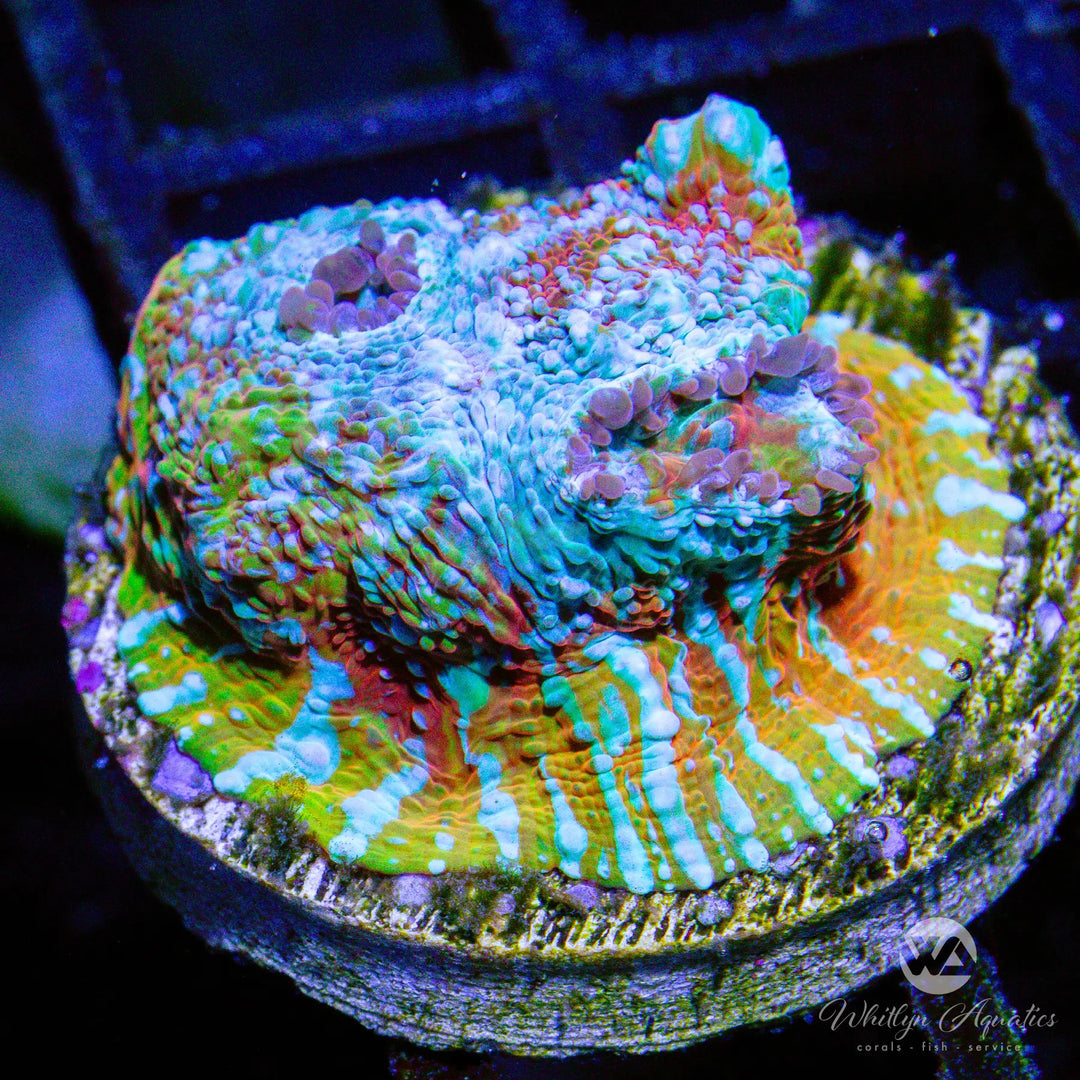 (C2) Camo Chalice - WYSIWYG