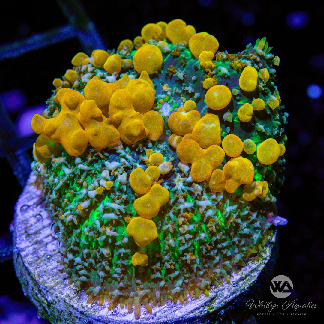 (C3) Sunkist Bounce Mushroom - WYSIWYG