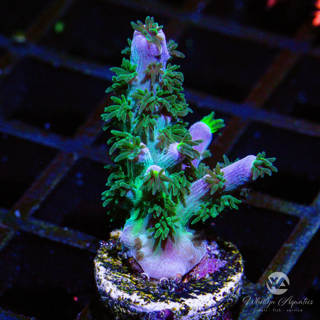 (C3) Cali Tort Acro - WYSIWYG