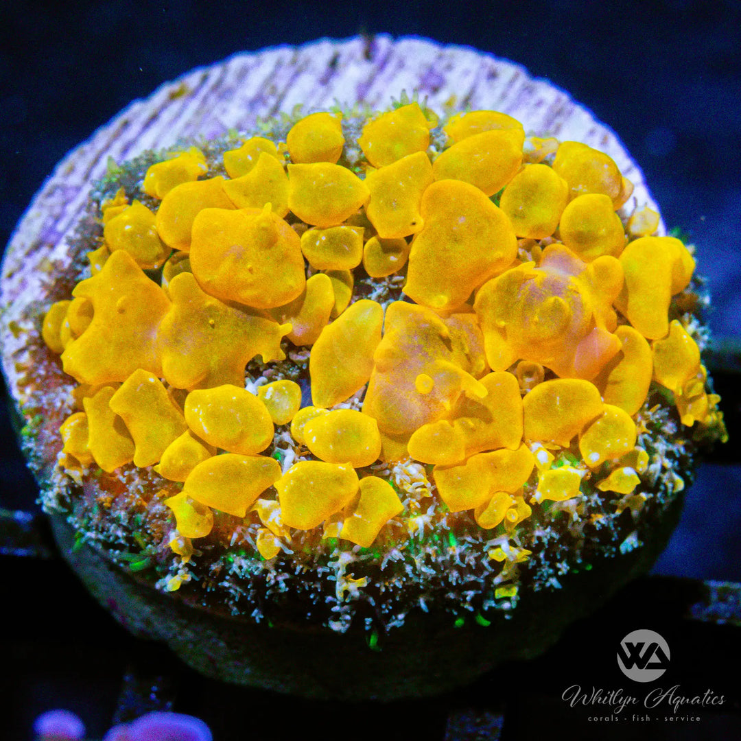 (C4) Sunkist Bounce Mushroom - WYSIWYG