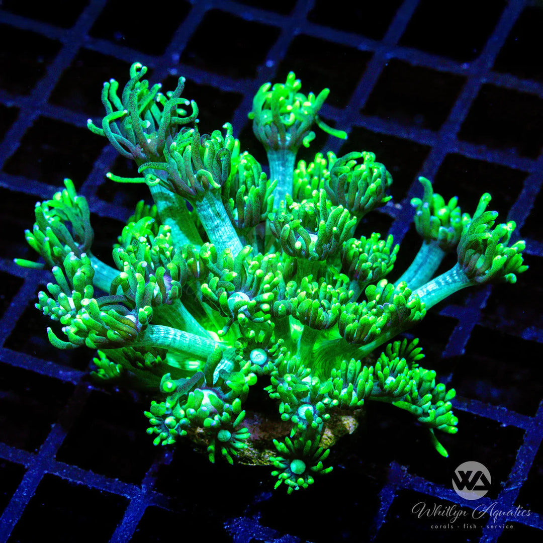 (C5) WA Glowstick Goniopora - WYSIWYG