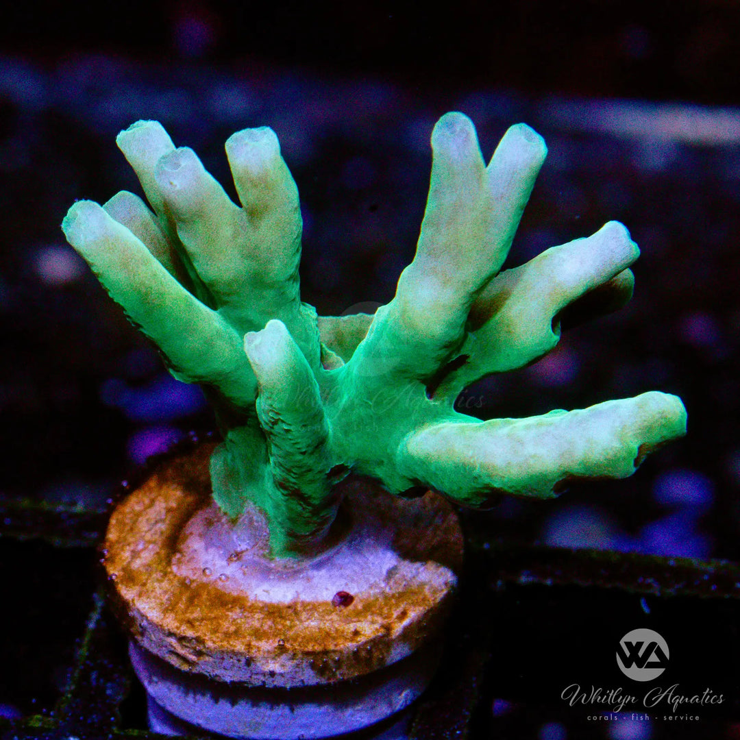 (C5) WA Speciosa Acro - WYSIWYG