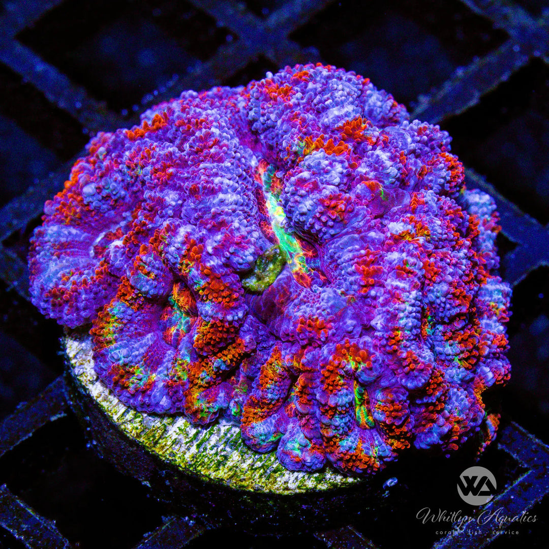 (C6) WA Thanos Acan - WYSIWYG