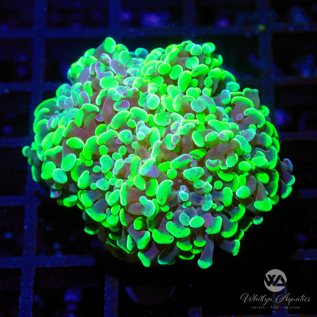 C8 - Splatter Branching Hammer (3 heads) - WYSIWYG