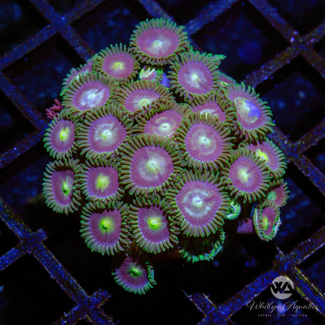 (C8) WA Joker Zoa - WYSIWYG