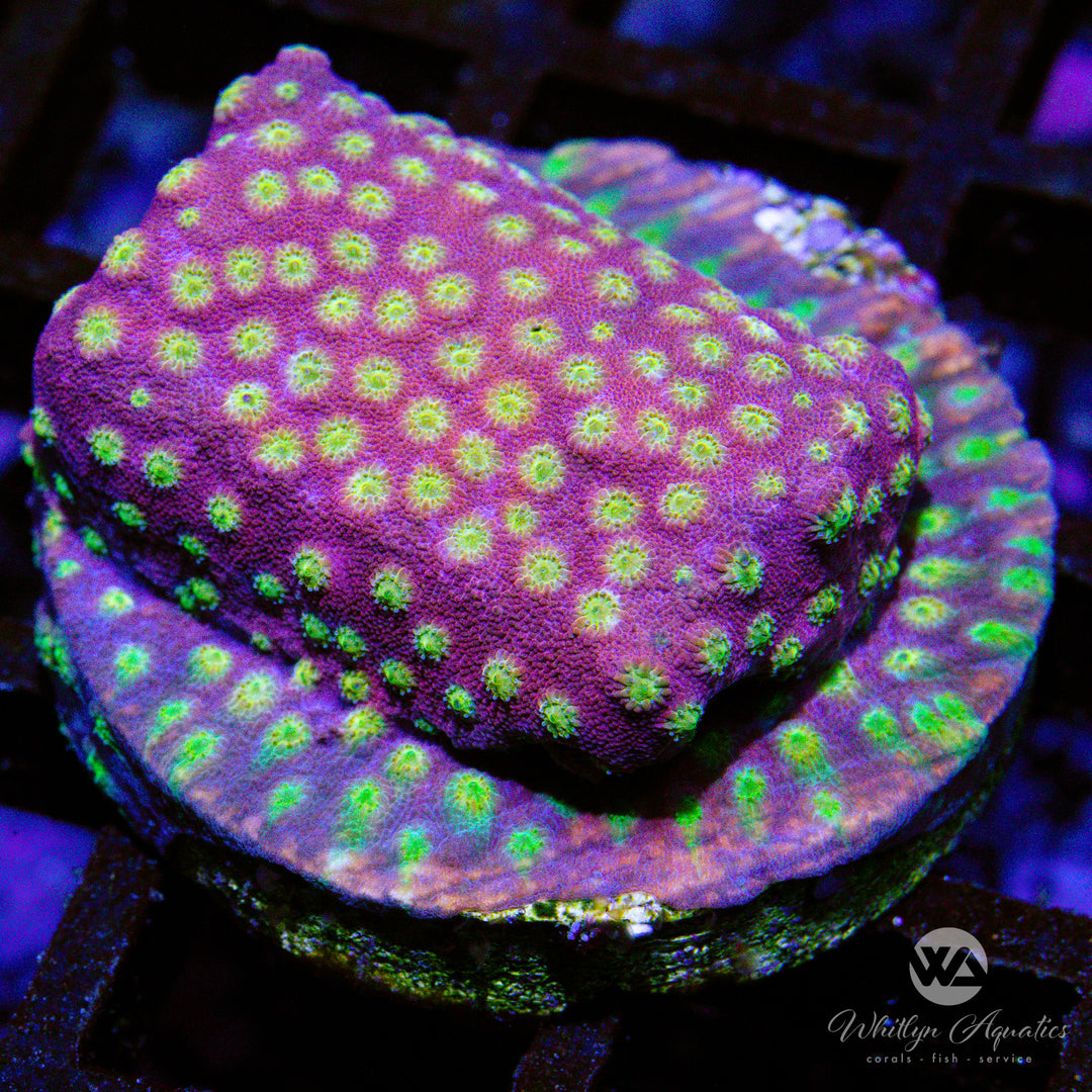 (C9) Sunrise Cyphastrea - WYSIWYG