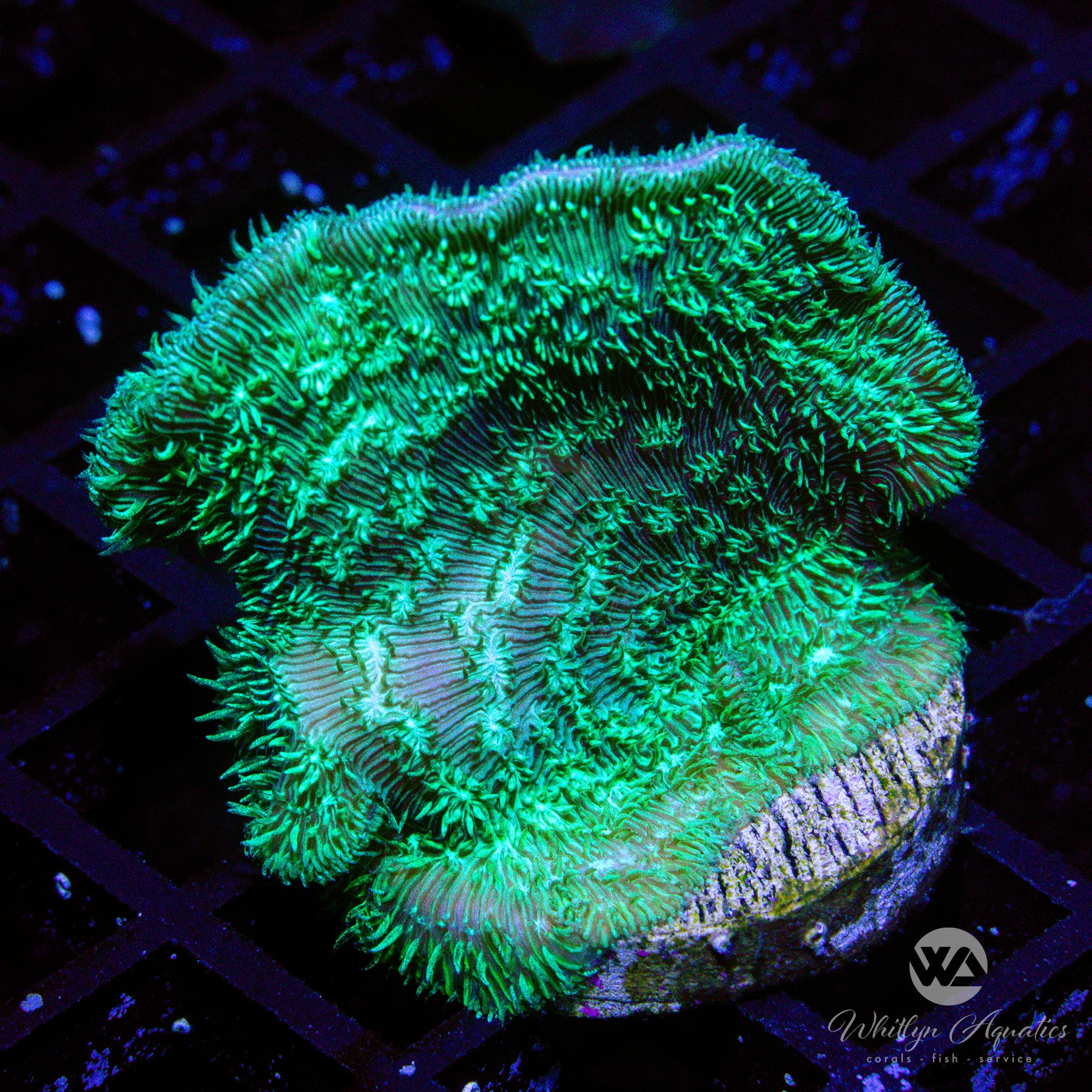 Cactus Pavona Coral – Whitlyn Aquatics