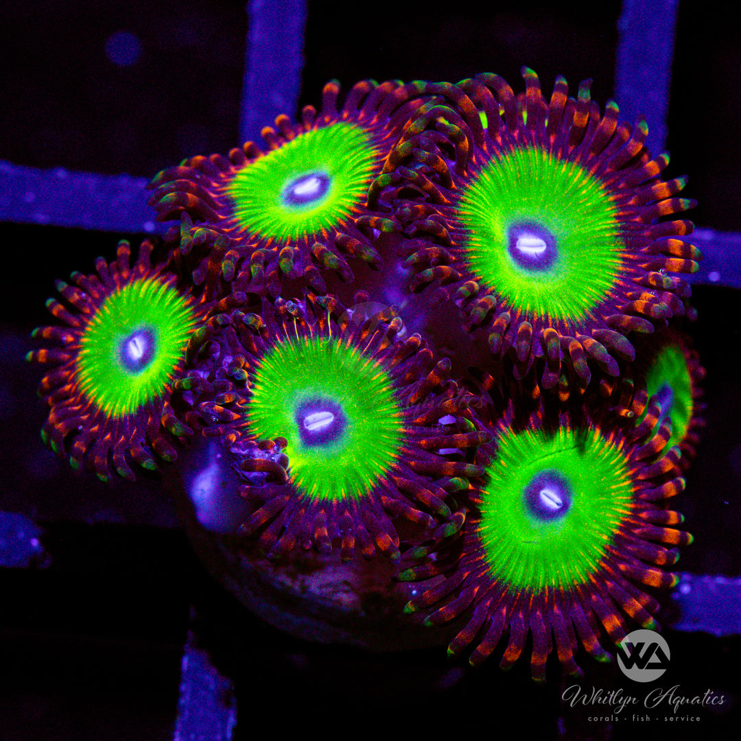 Candy Apple Red Zoanthid (Aquacultured)