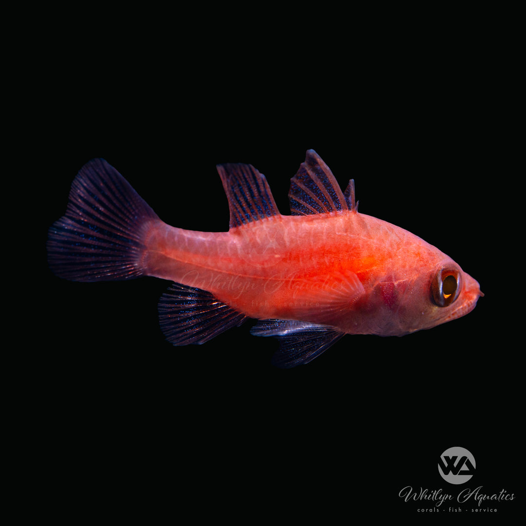 Flame Cardinal - Apogon spp.