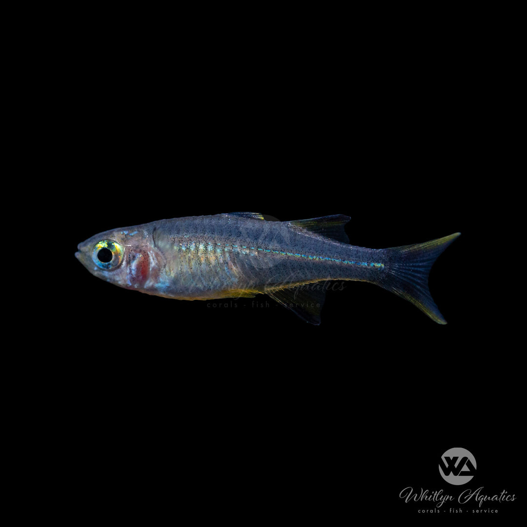 Celebes Rainbowfish - Marosatherina ladigesi