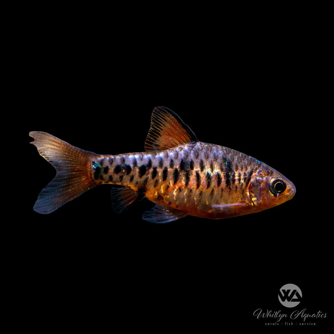 Checker Barb - Oliotius oligolepis