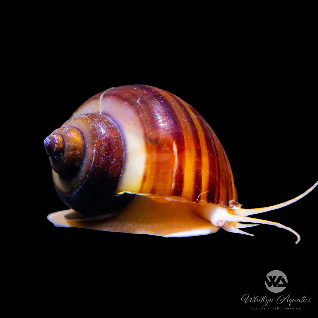 Chestnut “Albino” Mystery Snail - Pomacea sp.