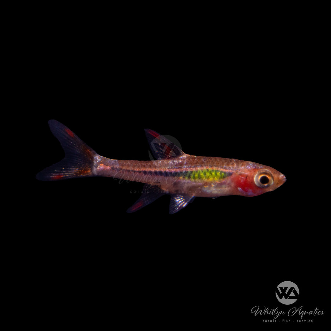 Chili Rasbora - Boraras brigittae