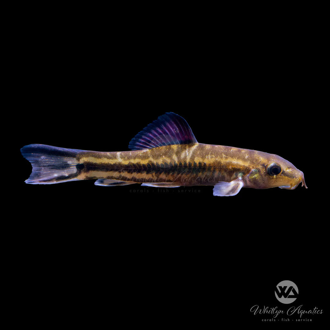 China Rainbow Loach - Traccatichthys pulcher