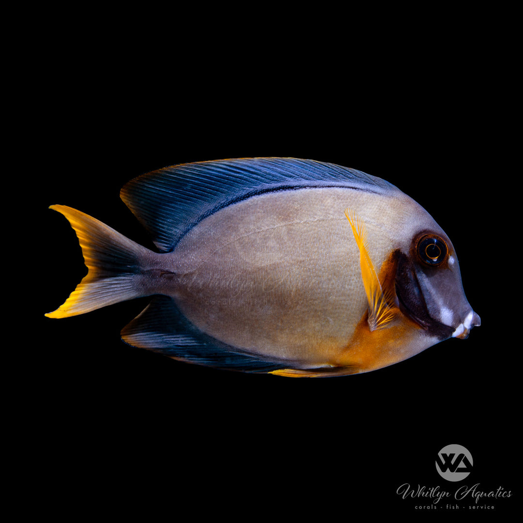 Chocolate Mimic Tang - Acanthurus pyroferus