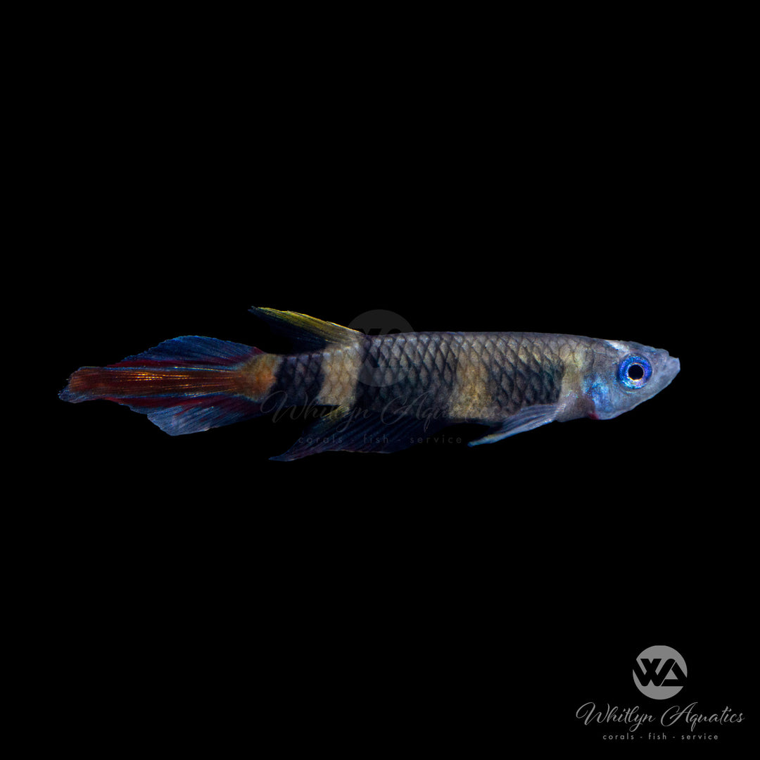 Clown Killifish - Epiplatys annulatus