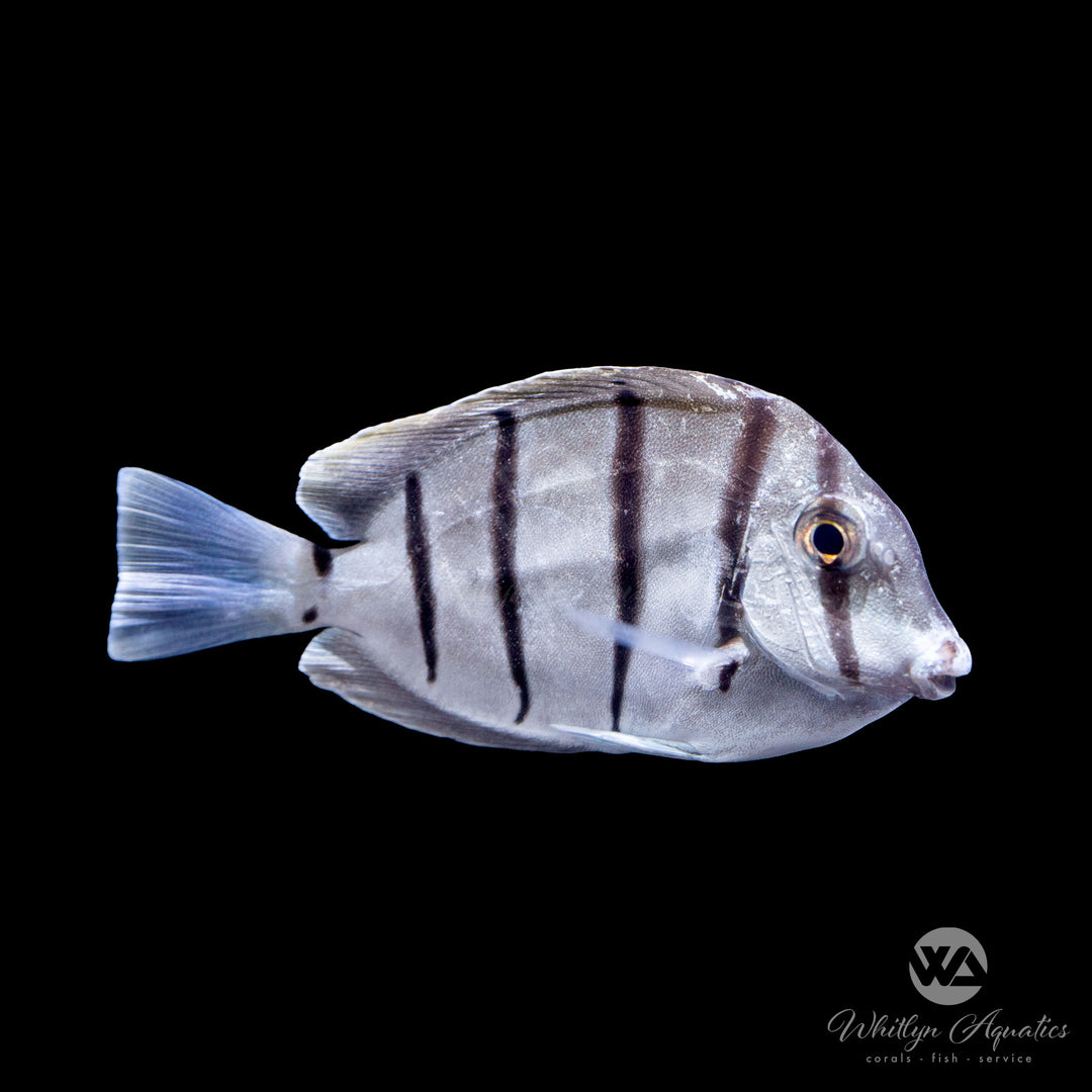 Convict Tang - Acanthurus triostegus