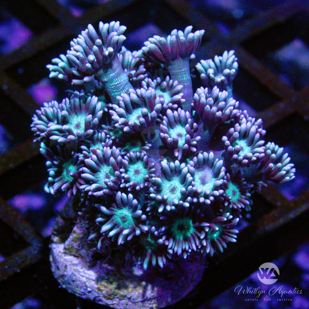 C30 - WA Bubblegum Breeze Goni - WYSIWYG