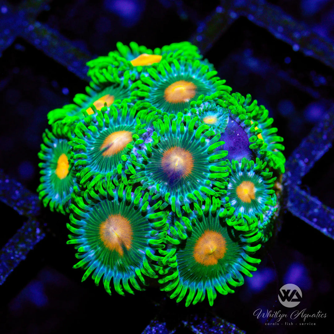 12B - Miami Hurricane Zoa - WYSIWYG