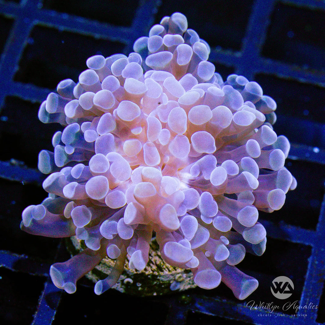 D13 - Peach Branching Hammer - WYSIWYG