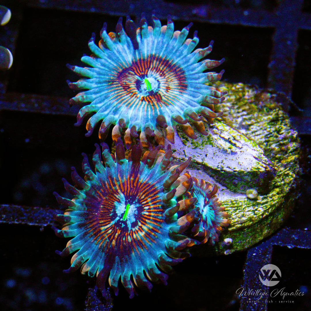 B09 - White Zombie Zoa - WYSIWYG