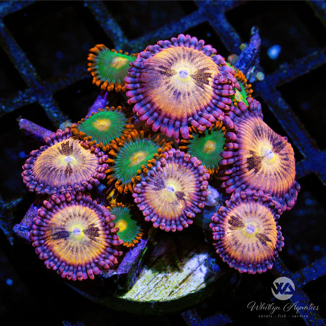 B13 - Gatorade - Halle Berry Zoa Combo - WYSIWYG