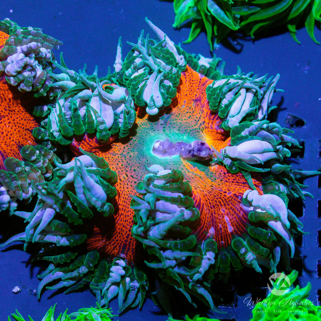 21D - Rock Flower Anemone - WYSIWYG