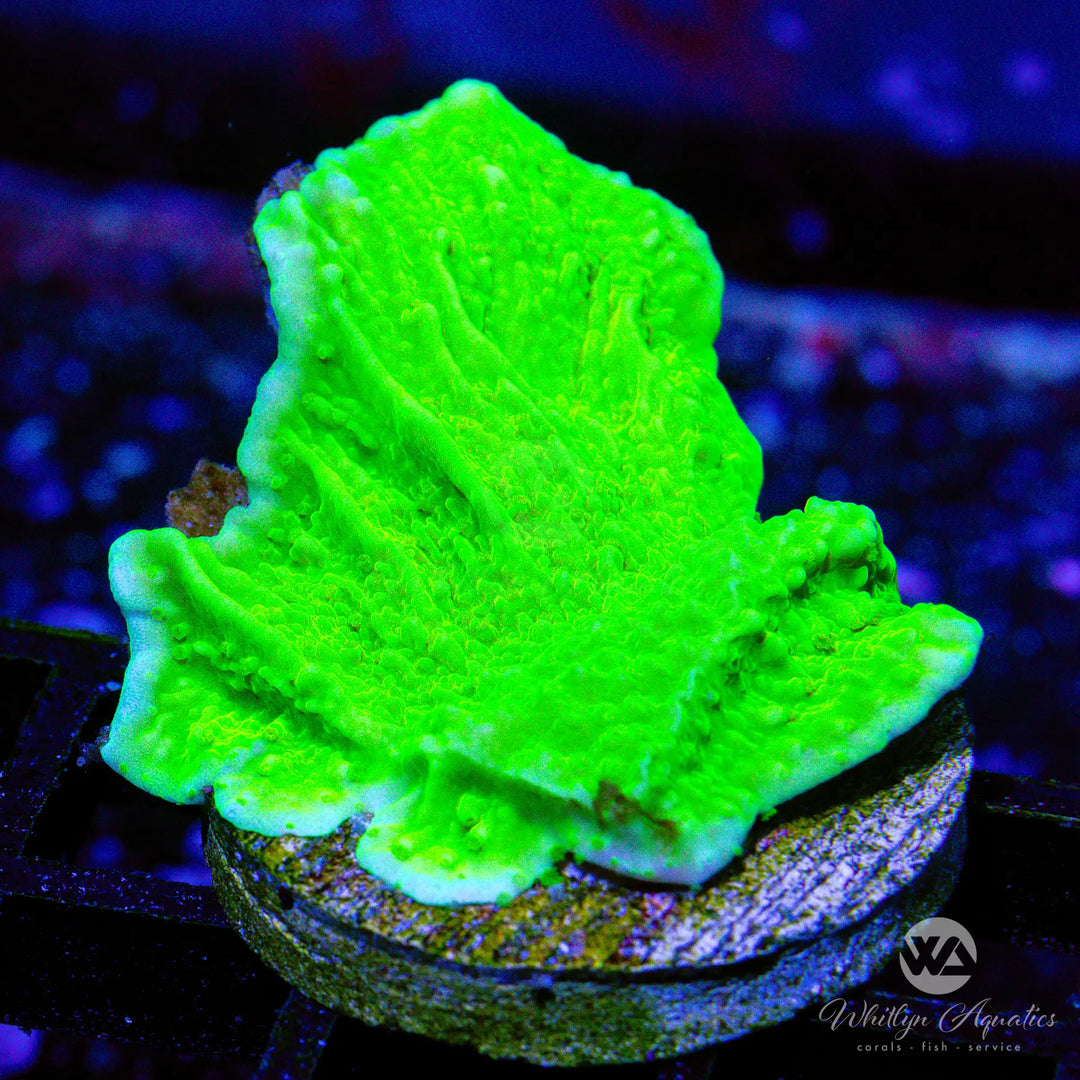 14D - Green Monti Cap - WYSIWYG