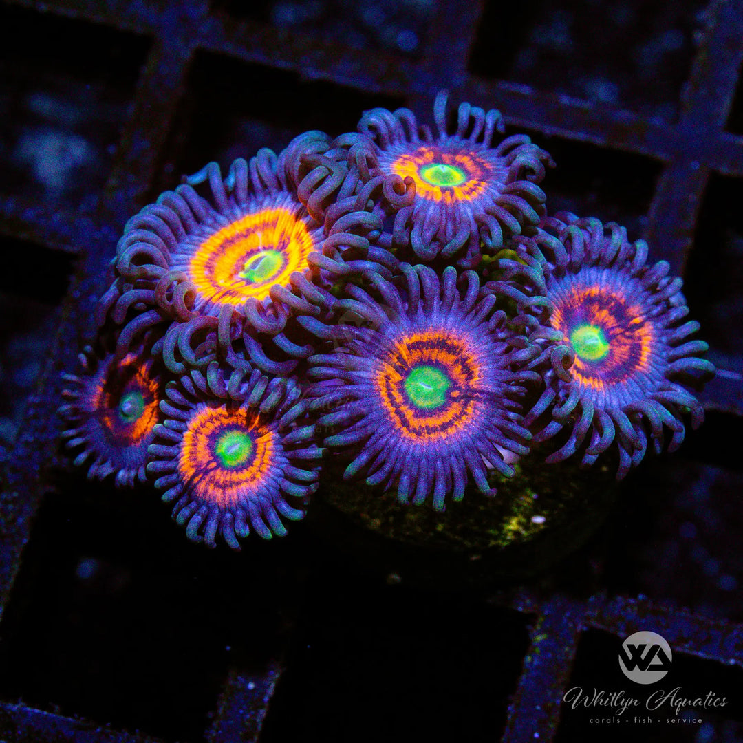 B11 - Gobstopper Zoa - WYSIWYG